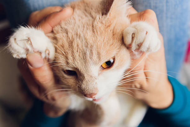 istock ginger kitten lying in the hands of man. 1305000352