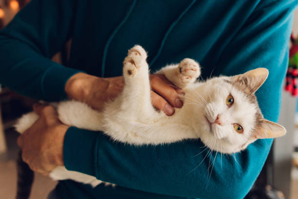 istock young man holding a white cat close-up. 1305000355
