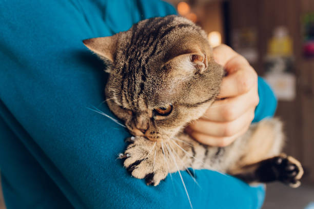 istock young man holding a British cat close-up. 1305000356