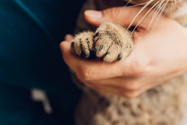 istock Top view of cat's paws. Wooden background. 1305000379