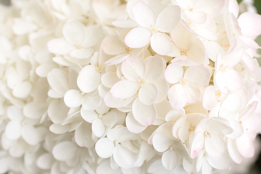 white hydrangea petals beautiful background.white hydrangea flowers tender romantic floral background.Background of white delicate flowers of hydrangea blooming in the garden.Soft focus.