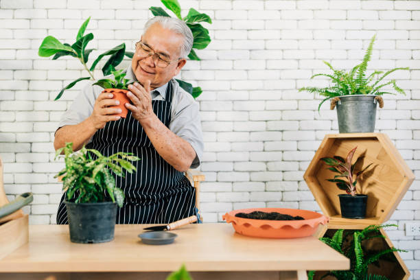 アジアの引退した祖父は、植物の世話をするのが大好きで、幸せな退職活動を持つ鉢に植物を持っています。 - still life growth nature image type ストックフォトと画像