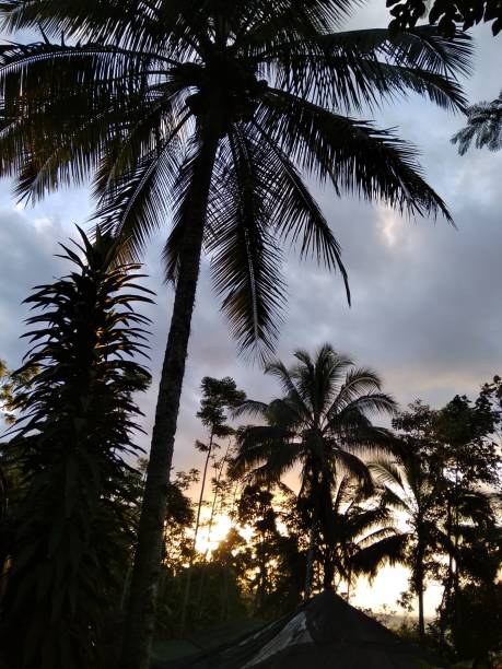 istock Beautiful dusk in a forest 1305004186