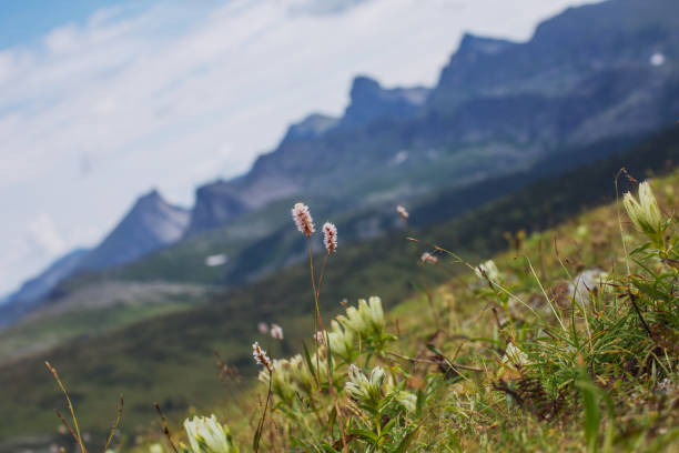 istock Pink mountain flower on a hillside. 1305005677