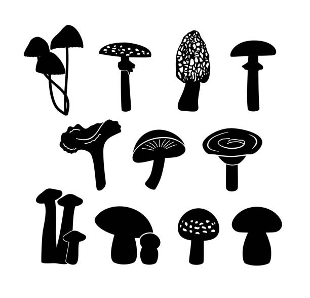 illustrazioni stock, clip art, cartoni animati e icone di tendenza di set di vari funghi. - morel mushroom