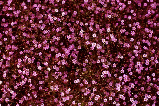 Pink flowers background texture. Elegant gentle trendy texture meadow flower.Background wildflowers of small flowers