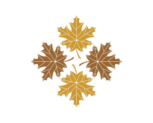 illustrazioni stock, clip art, cartoni animati e icone di tendenza di logo a quattro foglie d'acero circolari - syrup maple leaf leaf maple tree