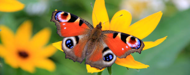 バタフライウェブバナー.孔雀の目クローズアップ。ニンパリダ科のヨーロッパの孔雀(アグレイオ)蝶。写真は花の上に美しい蝶をクローズアップ。ウェブページパノラマのための長い背景。 - small tortoiseshell butterfly ストックフォトと画像