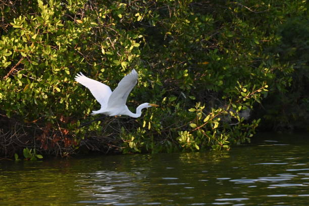 istock Great egret flying at the lake 1305013419