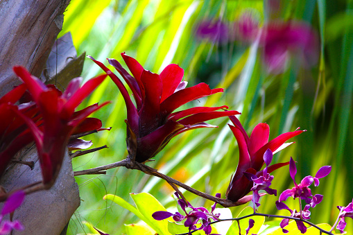 Beautiful bright red flowers on the beautiful island of Kauai. Bright reds and greens.
