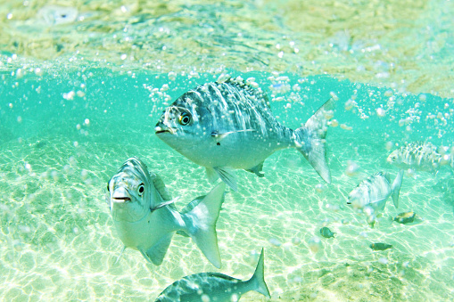 Snorkeling in Kauai you see some beautiful fish! This awesome fish is known as Enenue or Nenue in Hawaiian. Most fishermen call this fish a nick name of rubbish fish and people say it tastes like grass and can also taste very fishy. No thanks serve me up some Tuna