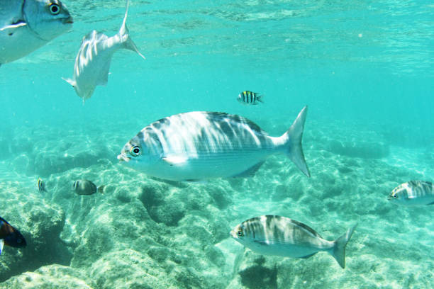 istock Reef fish in Hawaii Nenue 1305014831
