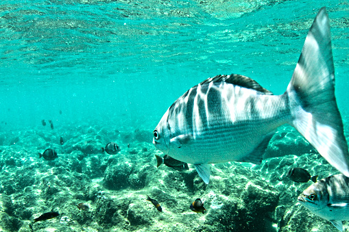 Snorkeling in Kauai you see some beautiful fish! This awesome fish is known as Enenue or Nenue in Hawaiian. Most fishermen call this fish a nick name of rubbish fish and people say it tastes like grass and can also taste very fishy. No thanks serve me up some Tuna