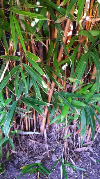 istock Beautiful bamboo stalks grow above the ground 1305014866