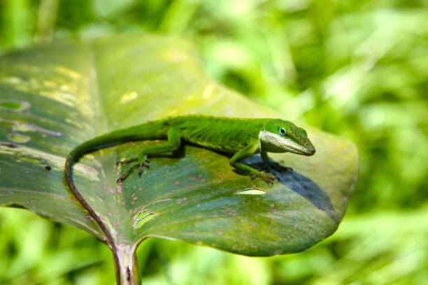 the chameleon is coarse and textured like a dark, four-legged snake scales with a long tail with the head shaped like a serrated perched on a branch of a starfruit tree leaf