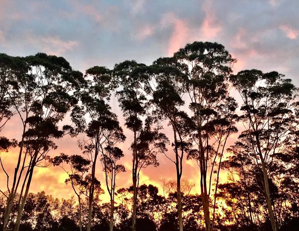 ユーカリの木のシルエットとサンセットカラー - eucalyptus tree tree australia tropical rainforest ストックフォトと画像