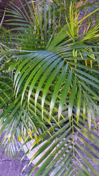 istock Beautiful palm fronds with delicate leaves 1305014961