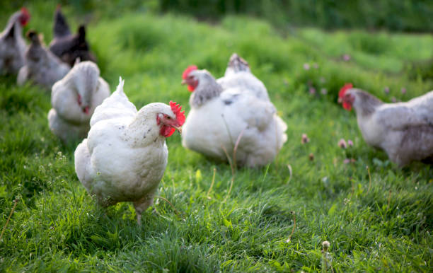 istock Rooster and Chickens. Free Range Cock and Hens 1305018540