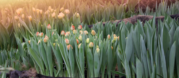 istock Buds of red tulips on green bed in spring 1305019464