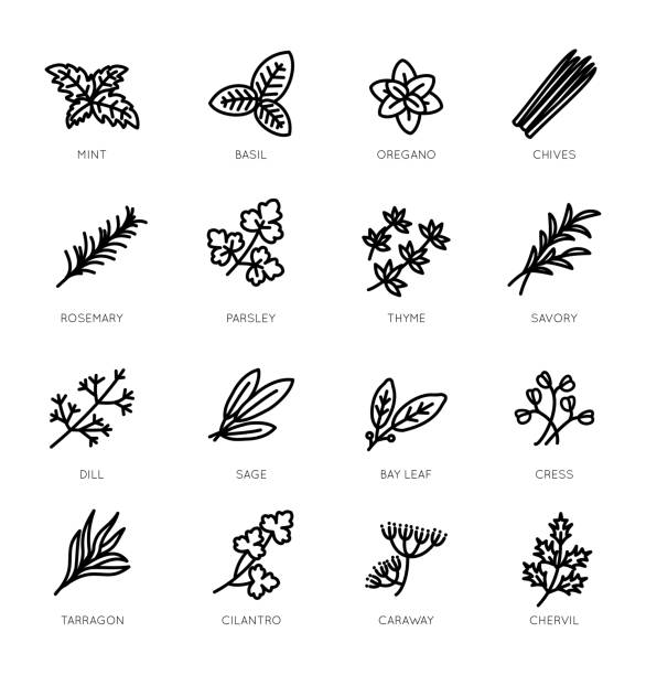 ilustrações, clipart, desenhos animados e ícones de conjunto de ícones vetores de ervas estilo linha fina - parsley herb leaf herbal medicine
