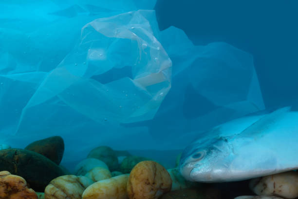 istock Disposal of waste into water sources, such as plastic bags, is non-biodegradable, causing pollution and is harmful to aquatic animals. 1305021379