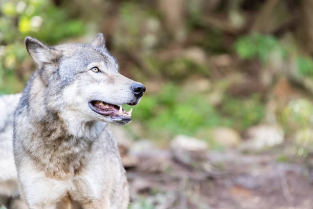 istock Large grey wolf looking after rivals and danger in the forest 1305022964