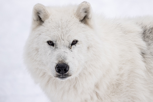 Large arctic wolf looking after rivals and danger in the forest