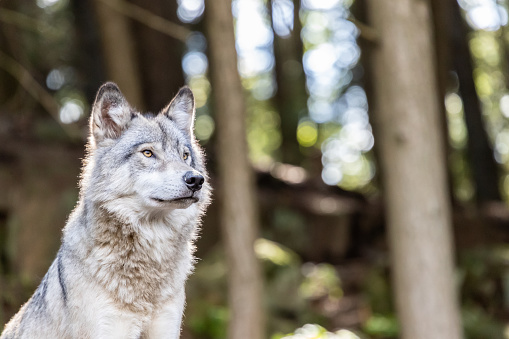 Gran lobo gris cuidando a sus rivales y el peligro en el bosque photo