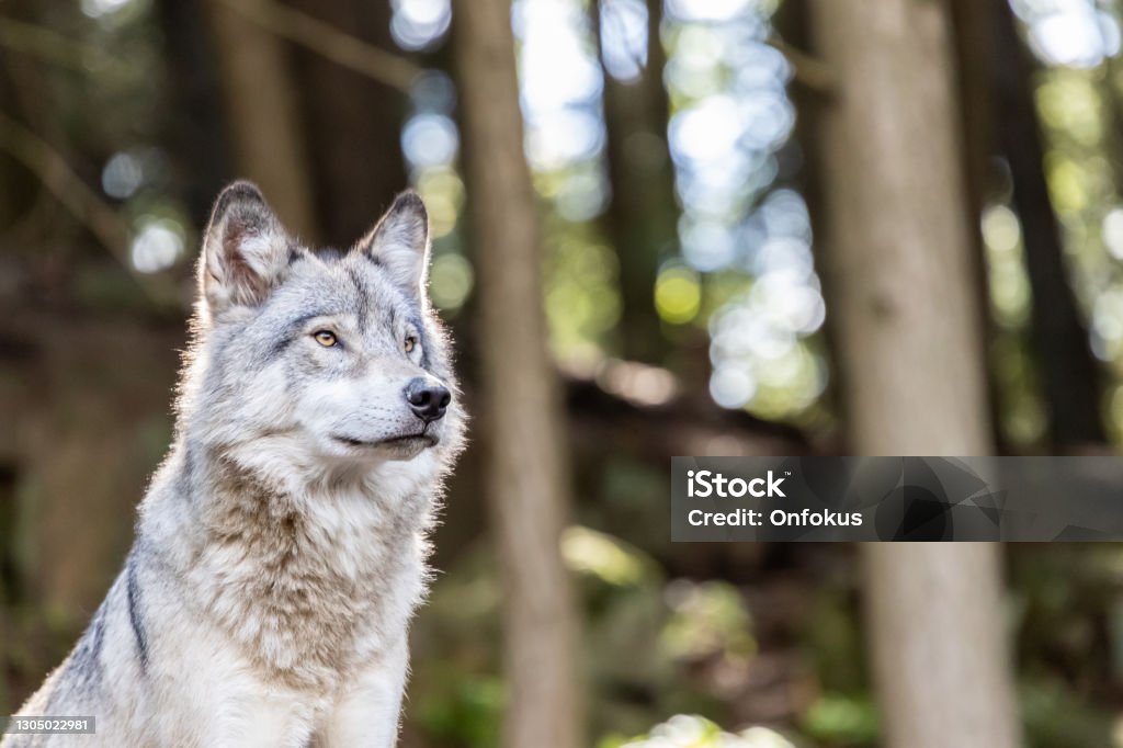 Large grey wolf looking after rivals and danger in the forest Wolf Stock Photo