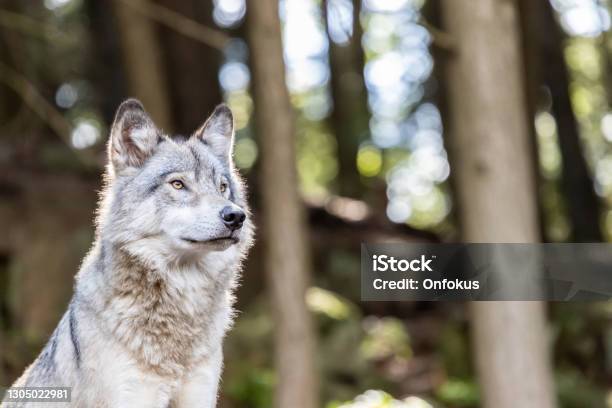 Large Grey Wolf Looking After Rivals And Danger In The Forest Stock Photo - Download Image Now