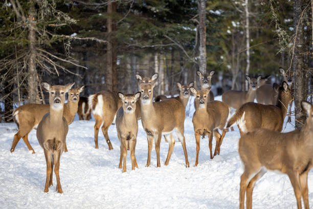Group of deers looking at the camera in winter