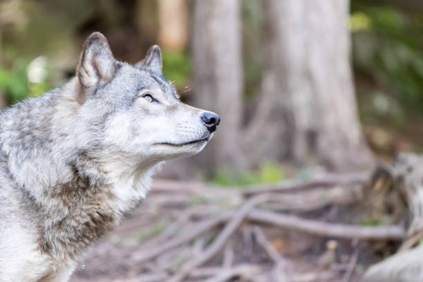istock Large grey wolf looking after rivals and danger in the forest 1305022989