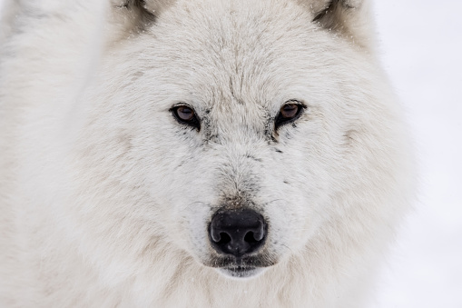 Polar wolf standing on a meadow with white fur. Shy predator among mammals. Animal photo from nature