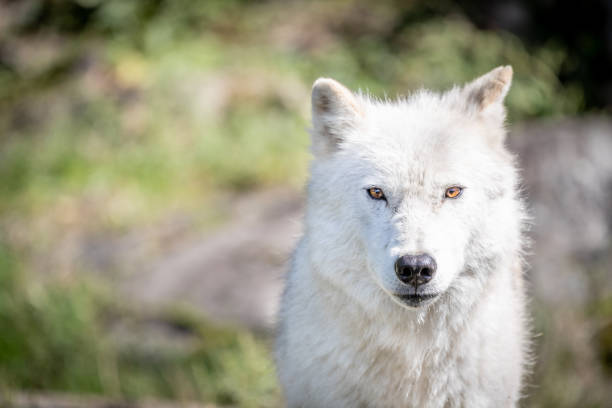 Large arctic wolf looking after rivals and danger in the forest
