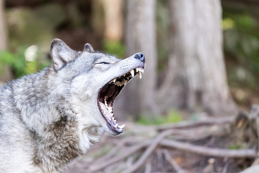 Large grey wolf looking after rivals and danger in the forest