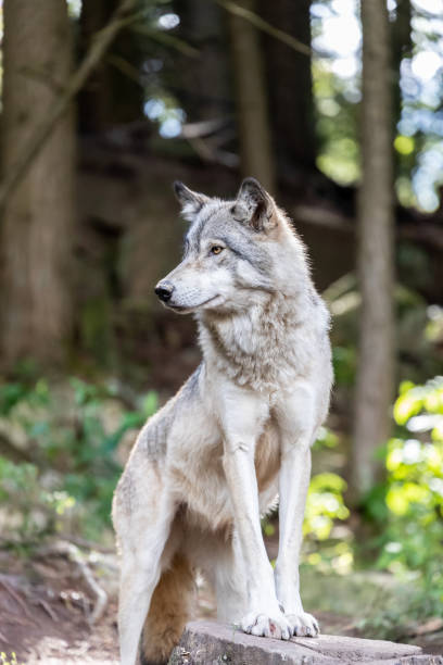 숲에서 라이벌과 위험을 돌보는 큰 회색 늑대 - canadian timber wolf 뉴스 사진 이미지