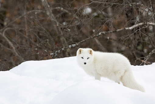 Arctic fox looking after rivals and danger in the forest