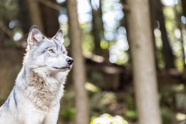 istock Large grey wolf looking after rivals and danger in the forest 1305023041