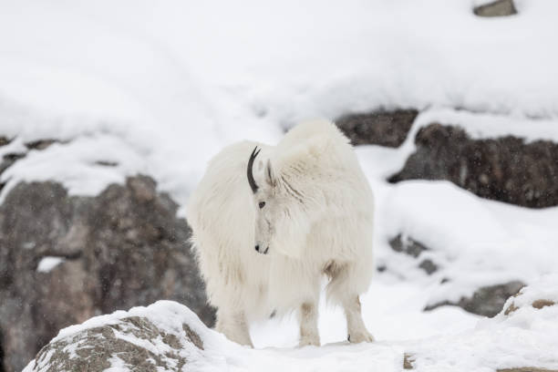 istock Mountain Goat in Winter Season 1305023047