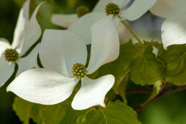 istock White flowers in full bloom in summer 1305023817