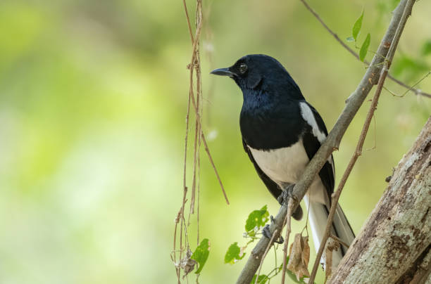 istock Male oriental magpie-robin perching on tree branch , Thailand 1305023916