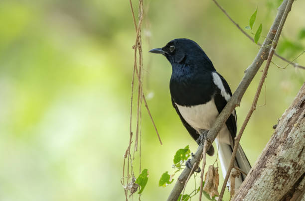 Male oriental magpie-robin perching on tree branch , Thailand Male oriental magpie-robin perching on tree branch , Thailand oriental magpie robin bird copsychus saularis perching on a branch stock pictures, royalty-free photos & images
