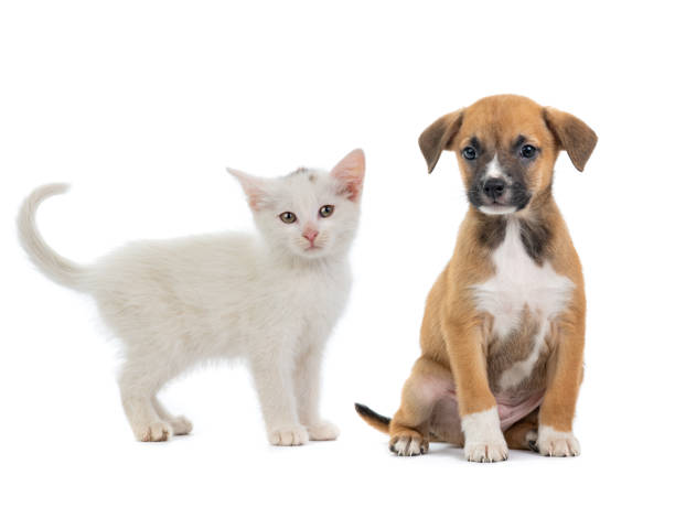 istock kitten and puppy isolated on a white background 1305025575