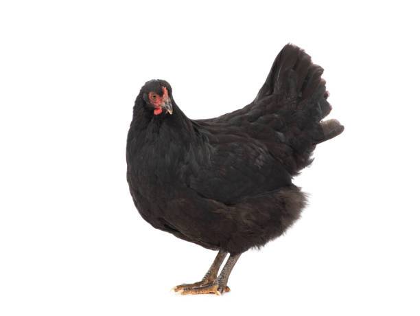 istock Black chicken isolated on white background 1305025587