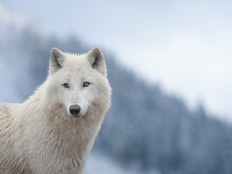 portrait of a white wolf standing on top of a mountain against the background of a snowy forest