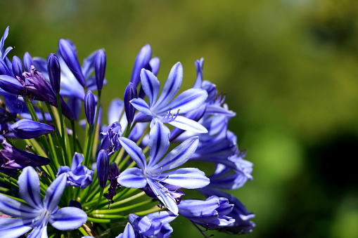 A cluster of Agapanthus flowers growing