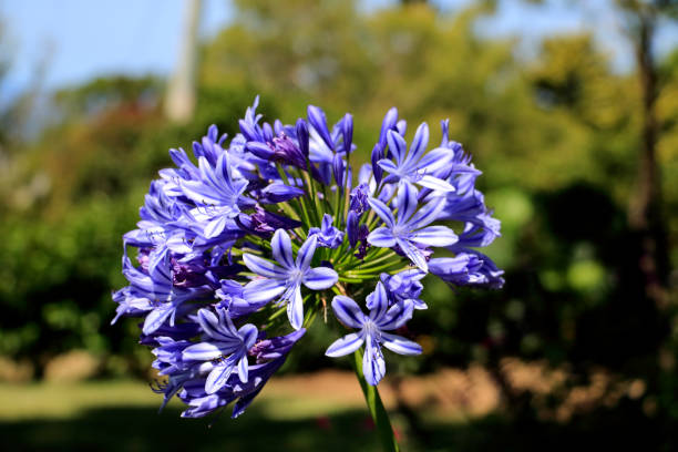 Agapanthus Plant in Flower in a Country Garden stock photo