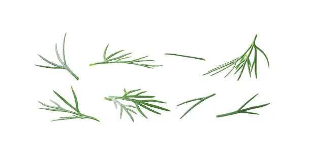 A set of green sprigs of dill Isolated on a white background.