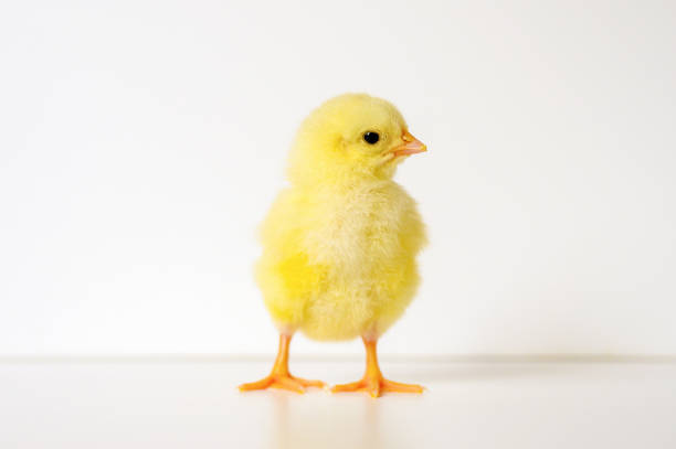 cute little tiny newborn yellow baby chick on white background chick; chicken; baby; newborn; isolated; animal; background; beak; bird; born; breed; closeup; color; concept; countryside; cute; day; domestic; easter; farm; farming; feather; fluffy; fowl; fuzzy; hen; indoor; inside; little; livestock; natural; nature; nest; no people; nobody; one; orange; pet; poultry; rural; rustic; single; small; soft; spring; time; tiny; white; yellow; young soft nest stock pictures, royalty-free photos & images