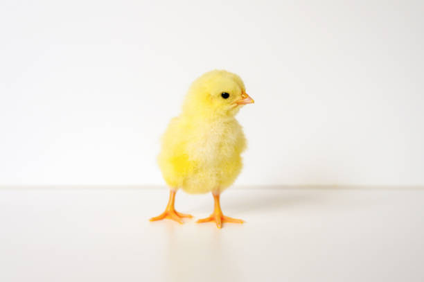 chick; chicken; baby; newborn; isolated; animal; background; beak; bird; born; breed; closeup; color; concept; countryside; cute; day; domestic; easter; farm; farming; feather; fluffy; fowl; fuzzy; hen; indoor; inside; little; livestock; natural; nature; nest; no people; nobody; one; orange; pet; poultry; rural; rustic; single; small; soft; spring; time; tiny; white; yellow; young